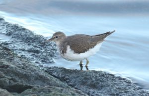 Common Sandpiper, Island Barn Reservoir (D Harris).