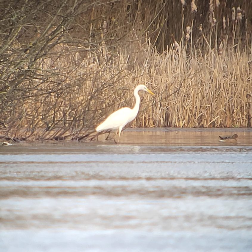 Great Egret, Tongham GP (K Duncan). Great Egret, Tongham GP (K Duncan).