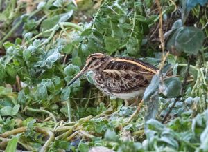 Jack Snipe, Beddington Farmlands (I Jones).
