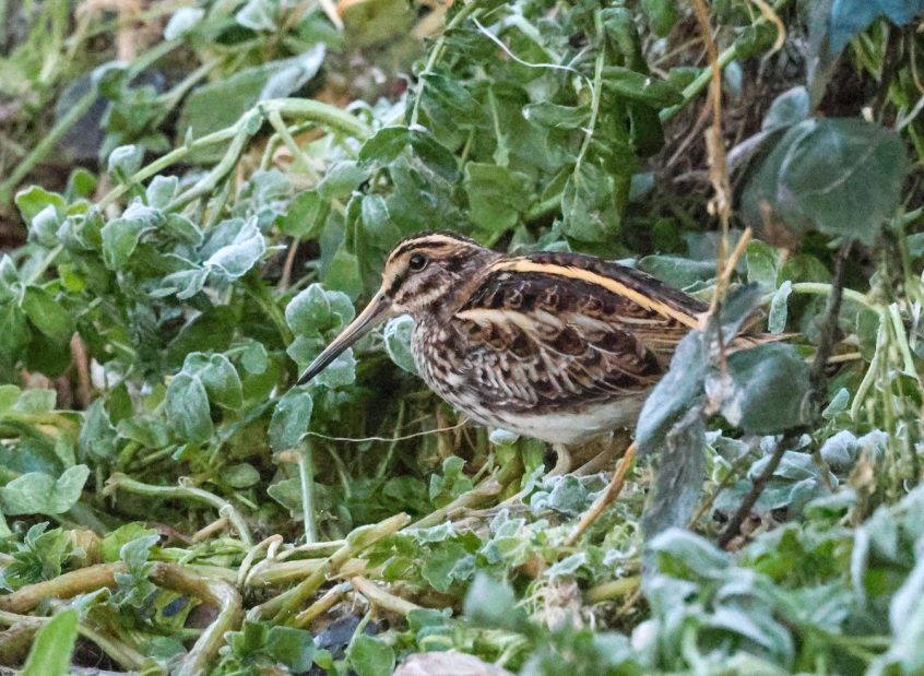 Jack Snipe, Beddington Farmlands (I Jones). Jack Snipe, Beddington Farmlands (I Jones).