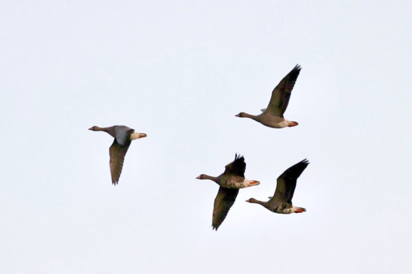 White-fronted Geese, Alfold (R Stride). White-fronted Geese, Alfold (R Stride).