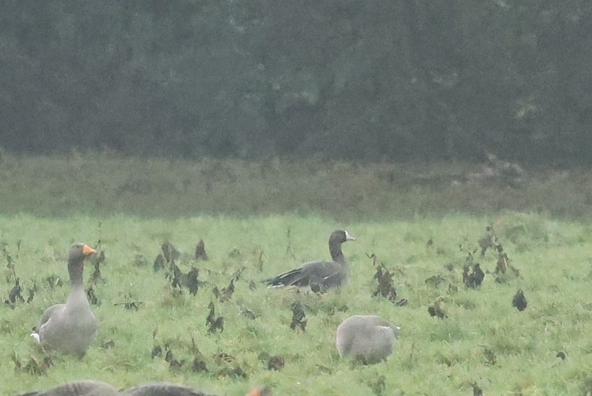 White-fronted Goose, Cranleigh (M Leitch). White-fronted Goose, Cranleigh (M Leitch).