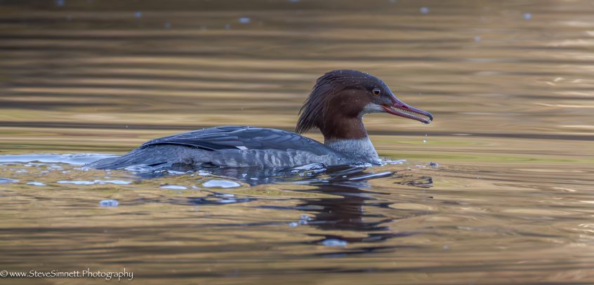 Goosander, Cutt Mill Ponds (S Simnett). Goosander, Cutt Mill Ponds (S Simnett).