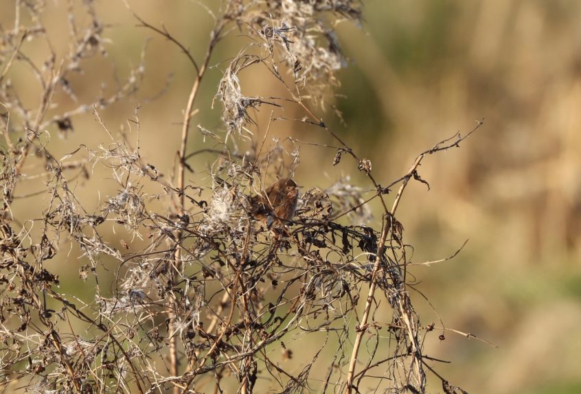Dartford Warbler, Holmethorpe SP (G Hay). Dartford Warbler, Holmethorpe SP (G Hay).