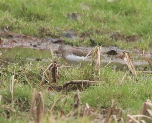 Green Sandpiper, Holmethorpe SP (G Hay).