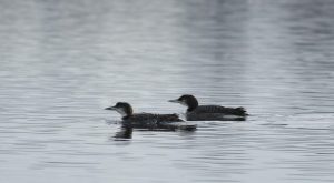 Great Northern Divers, Island Barn Reservoir (D Harris).