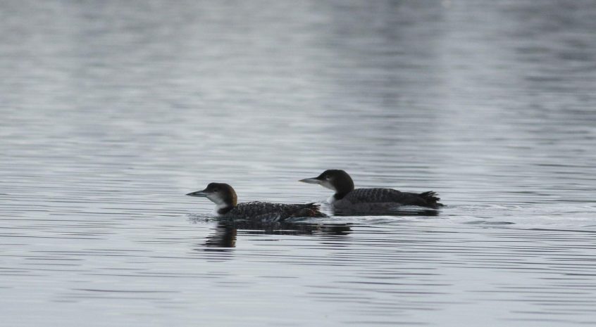 Great Northern Divers, Island Barn Reservoir (D Harris). Great Northern Divers, Island Barn Reservoir (D Harris).