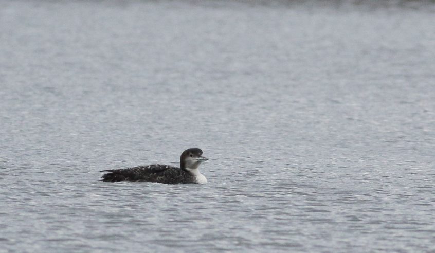 Great Northern Diver, Island Barn Reservoir (D Harris). Great Northern Diver, Island Barn Reservoir (D Harris).