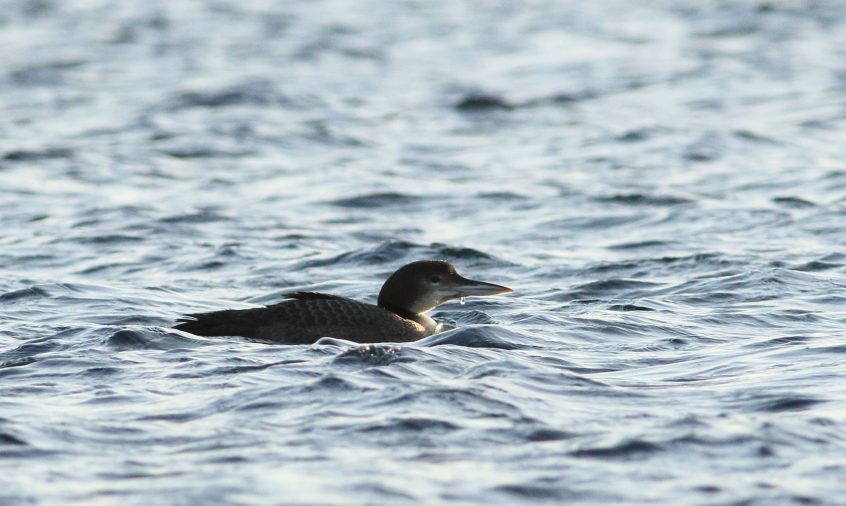 Great Northern Diver, Island Barn Reservoir (D Harris). Great Northern Diver, Island Barn Reservoir (D Harris).