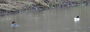 Goosander, Leatherhead (J Snell).