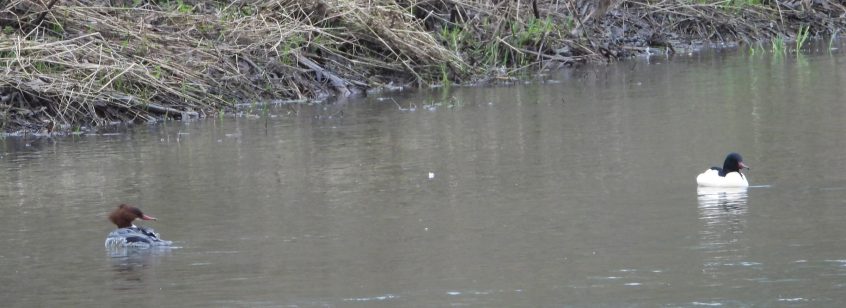 Goosander, Leatherhead (J Snell). Goosander, Leatherhead (J Snell).