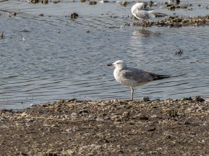 Caspian Gull, Beddington Farmlands (J Pettit).