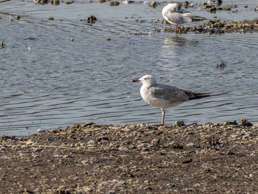 Caspian Gull, Beddington Farmlands (J Pettit). Caspian Gull, Beddington Farmlands (J Pettit).