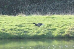Brent Goose, Alfold (W Attridge).
