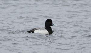 Lesser Scaup, Walton Reservoir (D Harris).