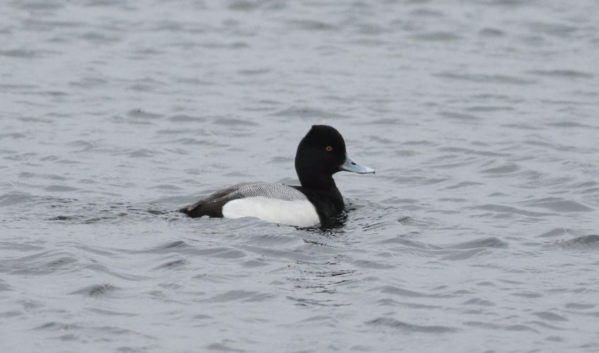 Lesser Scaup, Walton Reservoir (D Harris). Lesser Scaup, Walton Reservoir (D Harris).