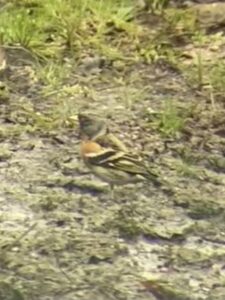 Brambling, Effingham Forest (T Ledger).