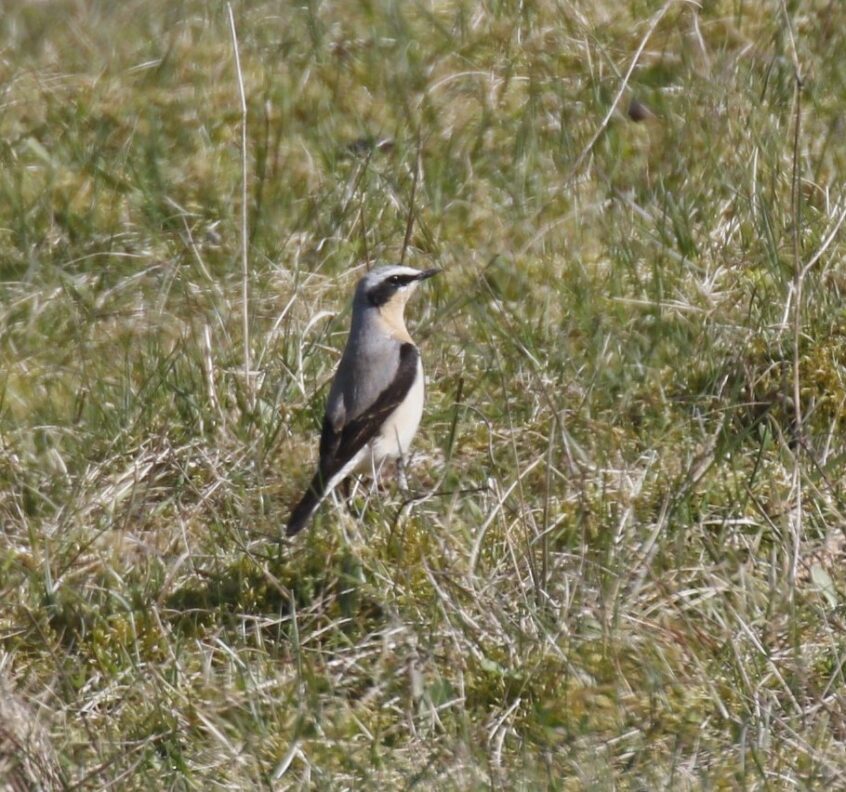 Wheatear, Pewley Down (K Britten). Wheatear, Pewley Down (K Britten).