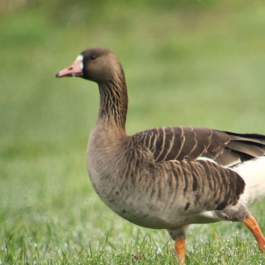 White-fronted Goose, Waverley Abbey (K Duncan). White-fronted Goose, Waverley Abbey (K Duncan).