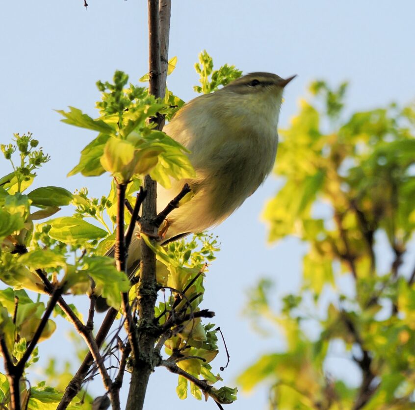 Willow Warbler, Beddington Farmlands (G Jones). Willow Warbler, Beddington Farmlands (G Jones).