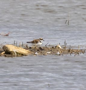 Little Ringed Plover, Beddington Farmlands (I Jones).
