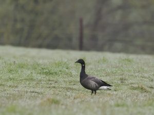 Brent Goose, Beddington Farmlands (G Jones).