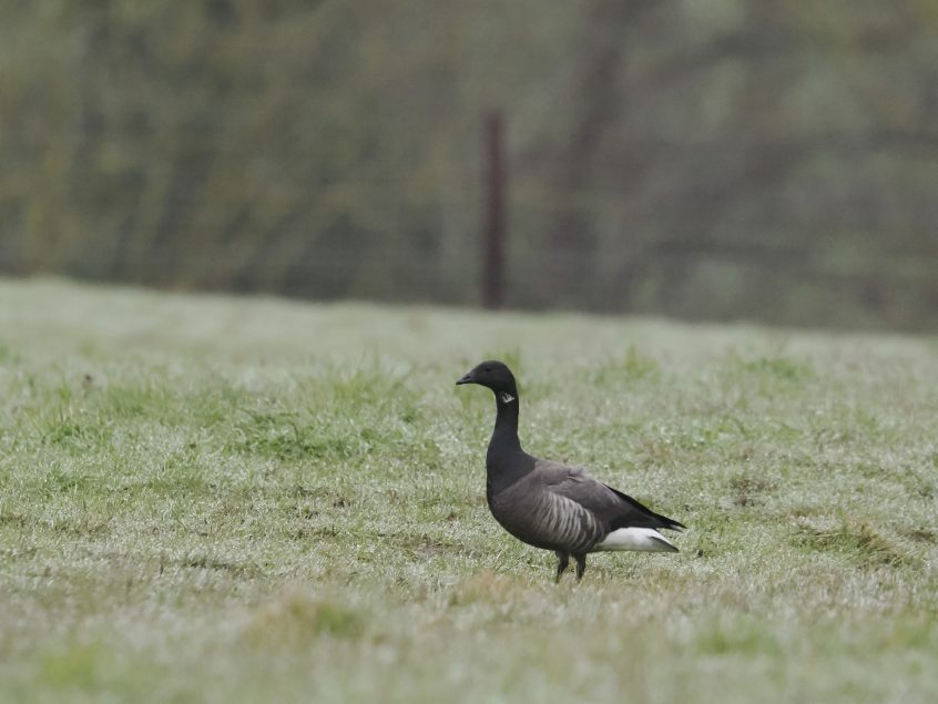 Brent Goose, Beddington Farmlands (G Jones). Brent Goose, Beddington Farmlands (G Jones).