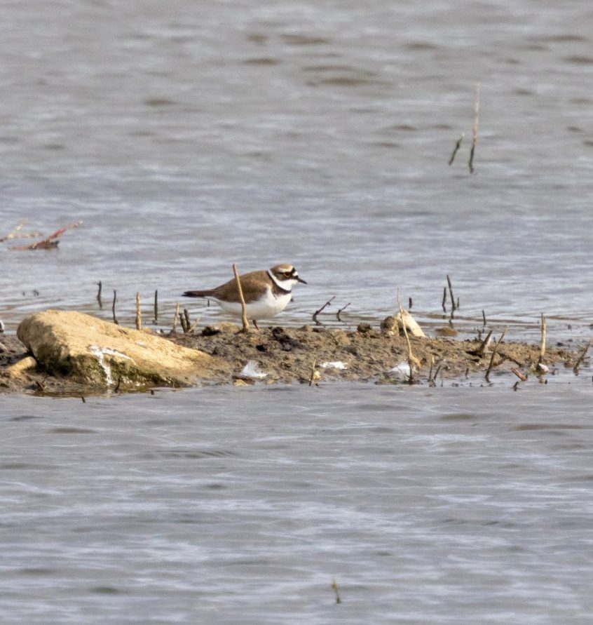 Little Ringed Plover, Beddington Farmlands (I Jones). Little Ringed Plover, Beddington Farmlands (I Jones).