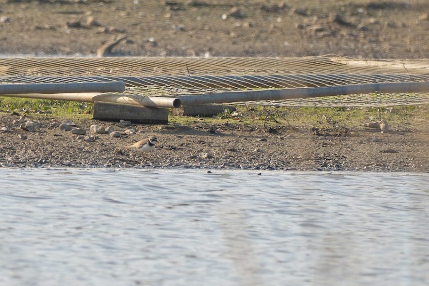 Little Ringed Plover, Beddington Farmlands (J Pettit). Little Ringed Plover, Beddington Farmlands (J Pettit).