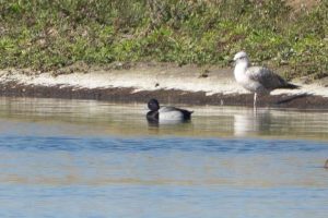 Lesser Scaup, Walton Reservoir (C Turner).