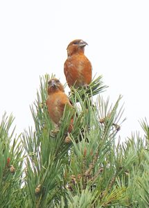 Crossbills, Chobham Common (T Edie).