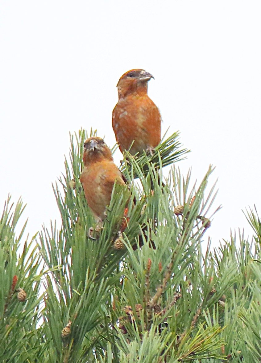 Crossbills, Chobham Common (T Edie). Crossbills, Chobham Common (T Edie).