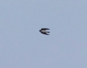Sand Martin, Holmethorpe SP (G Hay).