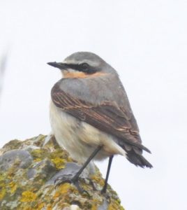 Wheatear, Beddington Farmlands (A Harding).
