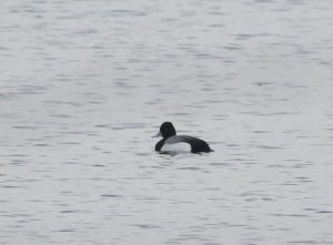 Lesser Scaup, Walton Reservoir (D Harris).