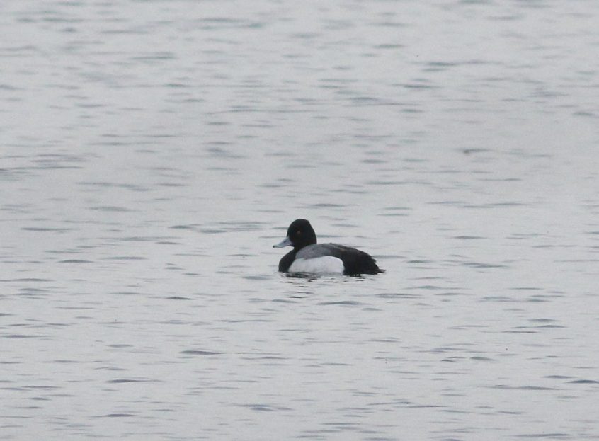 Lesser Scaup, Walton Reservoir (D Harris). Lesser Scaup, Walton Reservoir (D Harris).