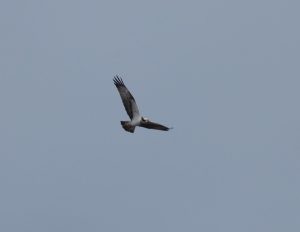 Osprey, Britten's Pond (M Fincham).