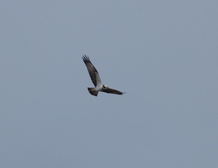 Osprey, Britten's Pond (M Fincham). Osprey, Britten's Pond (M Fincham).