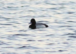 Lesser Sacup, Walton Reservoirs (D Harris).