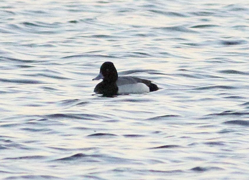 Lesser Scaup, Walton Reservoir (D Harris). Lesser Scaup, Walton Reservoir (D Harris).
