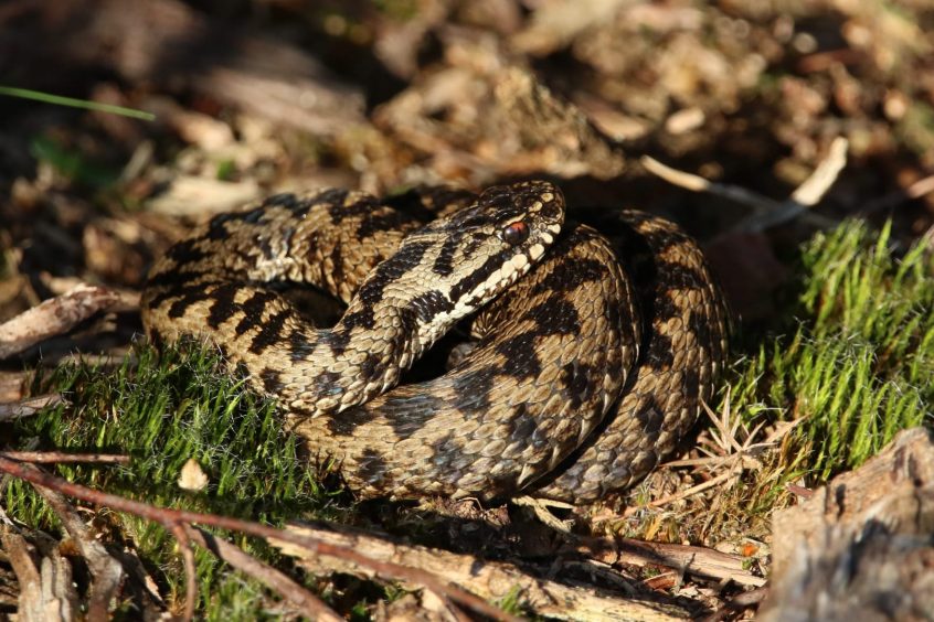 Adder, Thursley Common (R Fisher). Adder, Thursley Common (R Fisher).