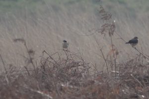 Wheatears, Richmond Park (M Read).