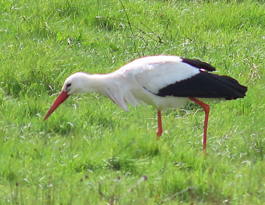 White Stork, Unstead Water Meadows (D Smith). White Stork, Unstead Water Meadows (D Smith).