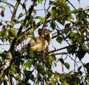 Garden Warbler, Blackheath (K Britten).