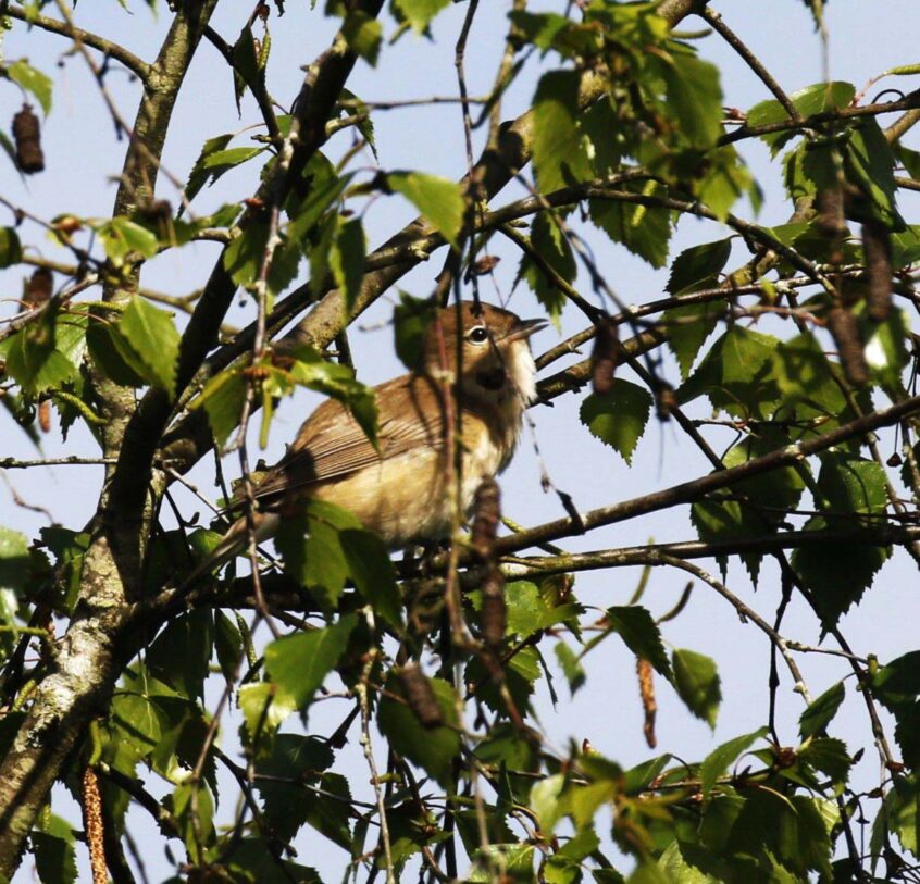 Garden Warbler, Blackheath (K Britten). Garden Warbler, Blackheath (K Britten).