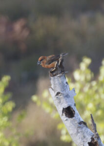 Crossbill, Thursley Common (K Britten).