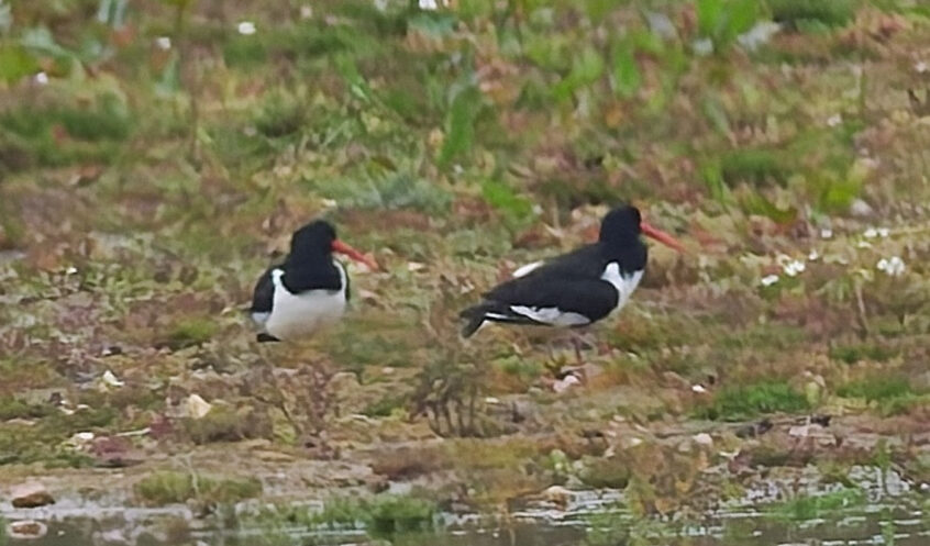 Oystercatchers, Tice's Meadow (R Wright). Oystercatchers, Tice's Meadow (R Wright).