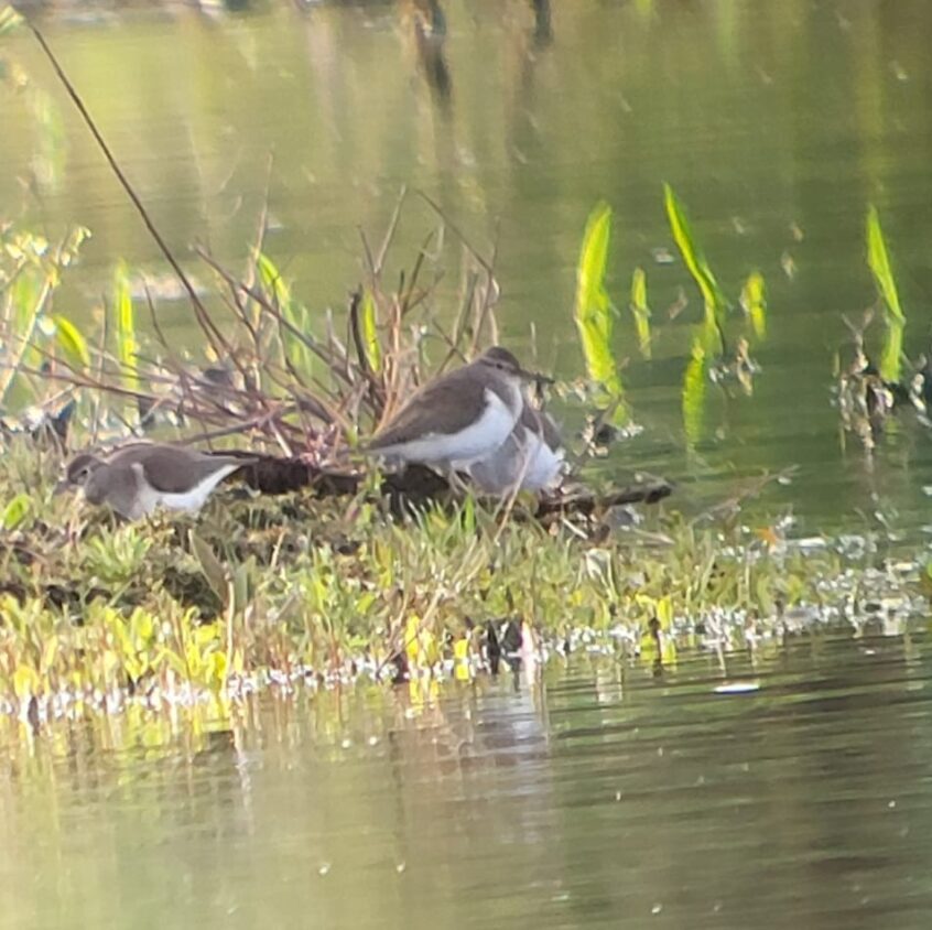 Common Sandpipers, Tice's Meadow (K Duncan). Common Sandpipers, Tice's Meadow (K Duncan).