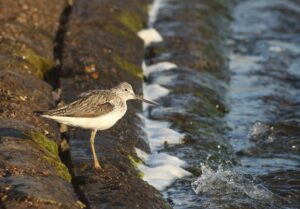 Greenshank, Island Barn Reservoir (D Harris).