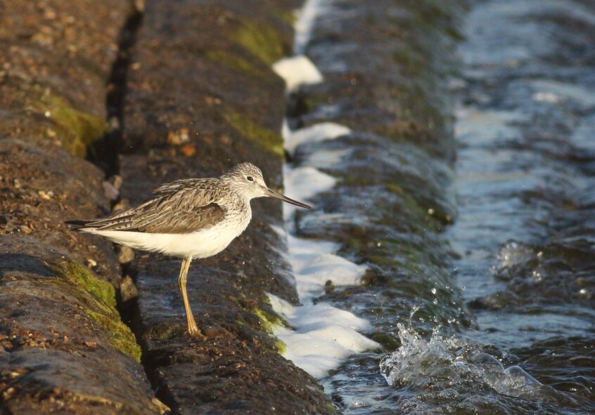 Greenshank, Island Barn Reservoir (D Harris). Greenshank, Island Barn Reservoir (D Harris).